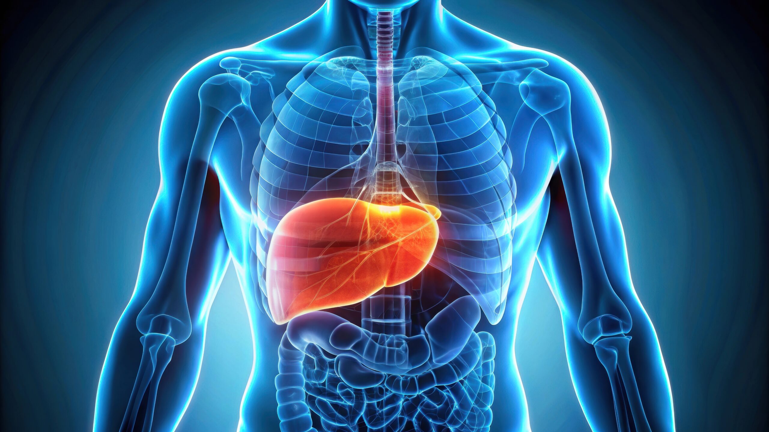 X-ray style image of a human body highlighting the liver