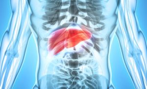 xray image of liver organ